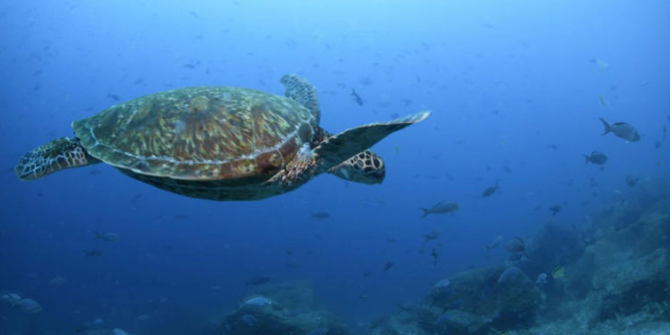 Tres murieron y al menos 32 fueron hospitalizadas por comer tortuga marina