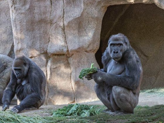 Ocho gorilas se contagian de Covid-19; vacunan a nueve contra el virus