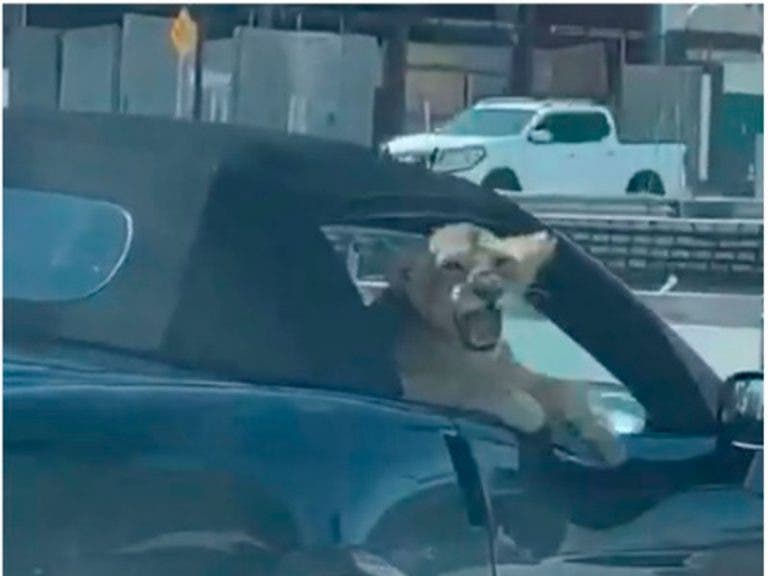 Mazatlán: Sujeto pasea en un automóvil a cachorro de león