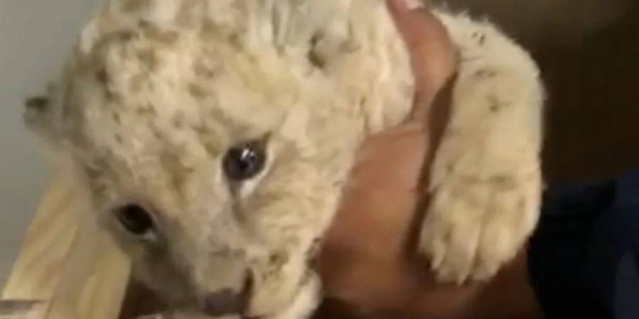 Rescatan león bebé que fue enviado ¡por paquetería!