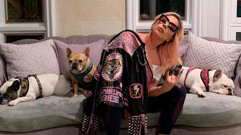 Disparan al paseador de perros de Lady Gaga y se roban a sus bulldogs