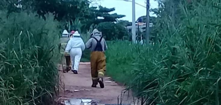 Villahermosa: Abuelito es atacado por abejas africanas y muere