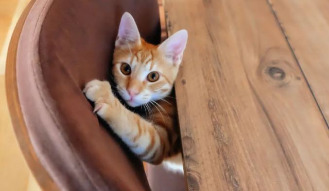 4 trucos para evitar que los gatos arañen tus muebles