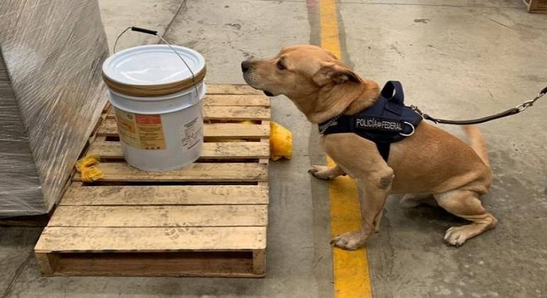 Agente canino de la PF detecta miel con éxtasis en paquetera de Mérida