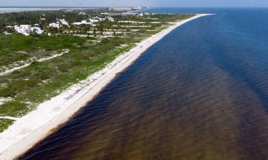 Yucatán: piden a turistas no meterse al mar de Progreso por marea roja