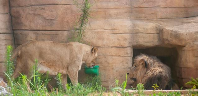 Los cuatro leones del zoológico de Barcelona dan positivo por covid-19