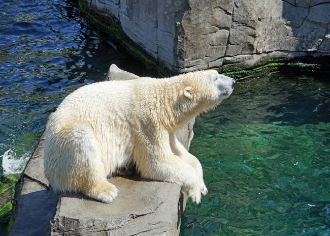 VIDEO: Oso polar come a un pato ante los asombrados visitantes de un zoo en EE.UU.