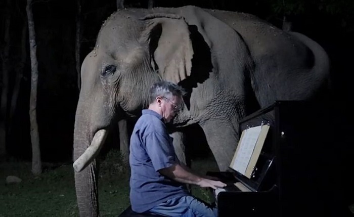 Viral: Pianista toca música clásica para elefantes víctimas de explotación