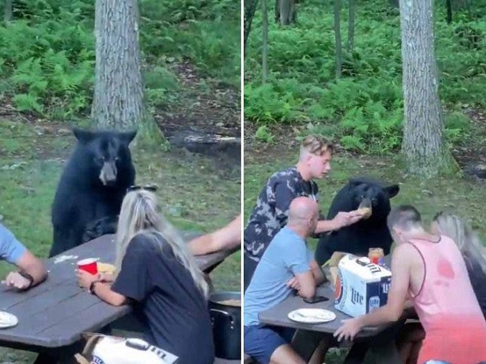 Oso negro se une al pícnic de una familia y come con ellos