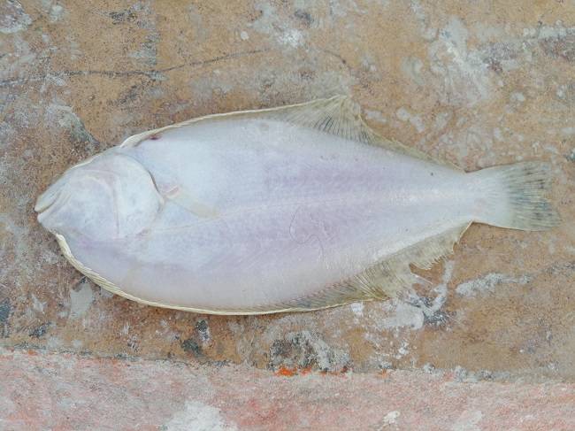 Captura en Telchac Puerto un pez San Pedro, una especie rara y considerada bíblica