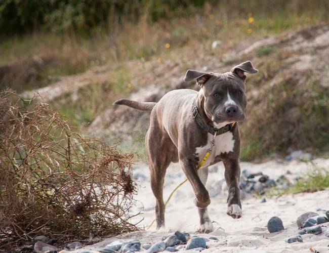 Pitbull lucha contra un tiburón para salvar a su dueño