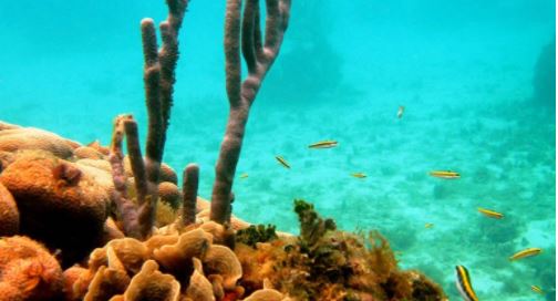 Corales y manglares muy afectados por el paso de Iota en Archipiélago de San Andrés