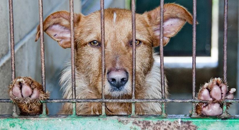 Proponen cárcel a quien abandone a sus animales en México