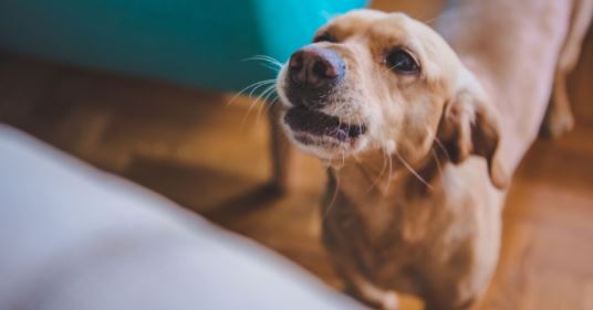 ¿Por qué los perros ladran a la nada?... ven algo o son supersticiones?