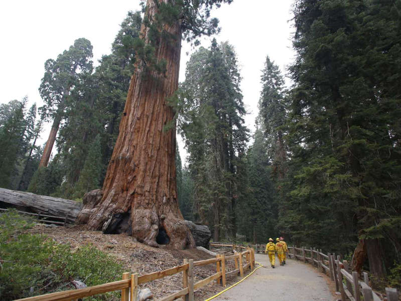 Incendios en California rozan el árbol más grande del mundo