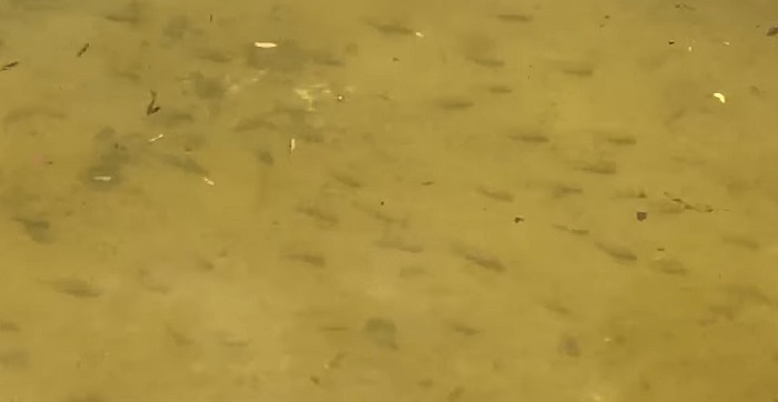 Mérida: Ven peces en drenaje de nuevo fraccionamiento, junto a Las Américas