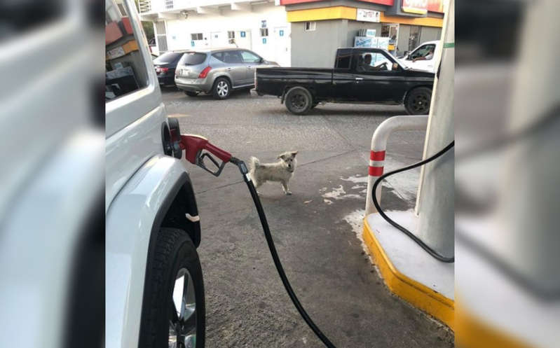 "Gasolín", el famoso perro que labora en una gasolinera en Baja California