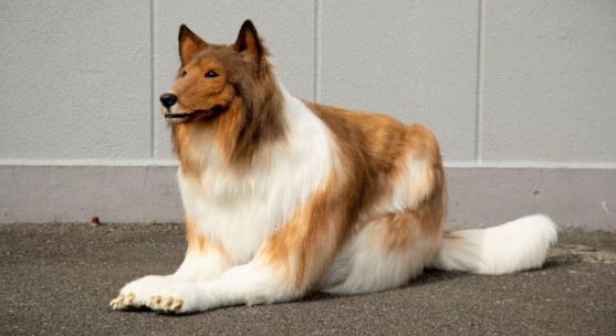 Hombre gastó millones ¡para verse como un perro!