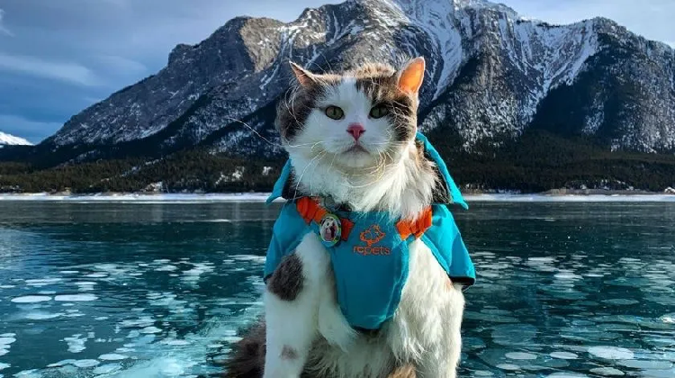 Gary, el gato explorador se vuelve estrella en instagam