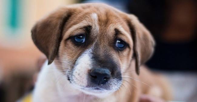 Mujer apaga cigarro en los ojos de un cachorro