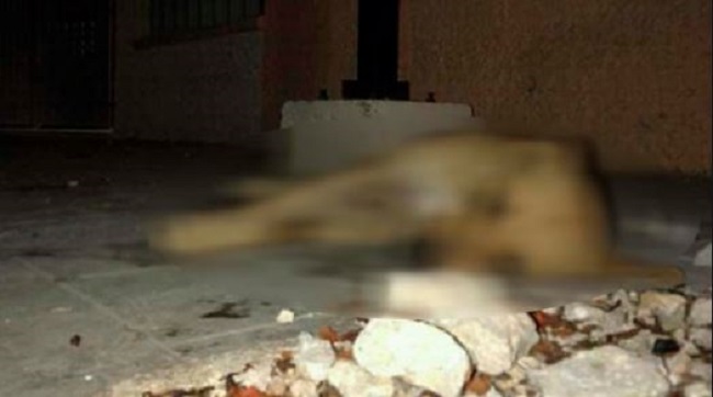 Condenan a envenenadores de perros en Valladolid