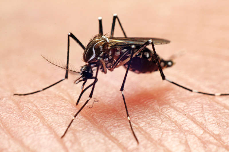 EE.UU. libera miles de mosquitos genéticamente modificados para combatir el dengue