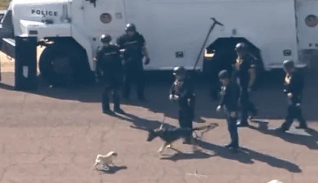 Perro pug busca pelea con perro policía en pleno operativo en EE.UU.