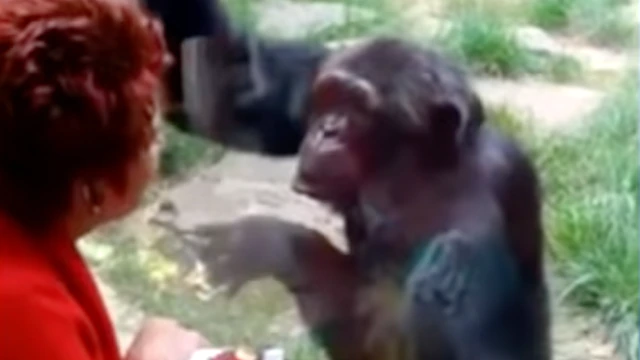 Expulsan a mujer del zoológico por mantener "relación amorosa" con chimpancé