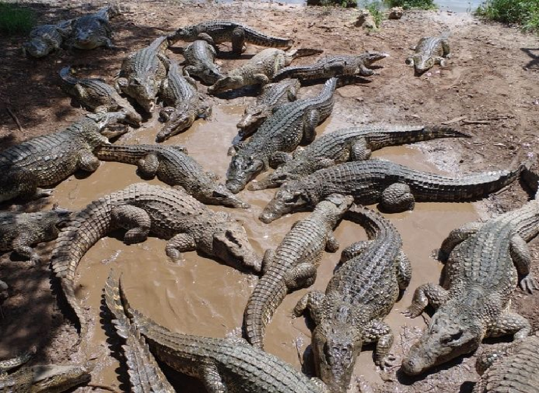 Hombre es devorado por cocodrilos en un canal de Tamaulipas