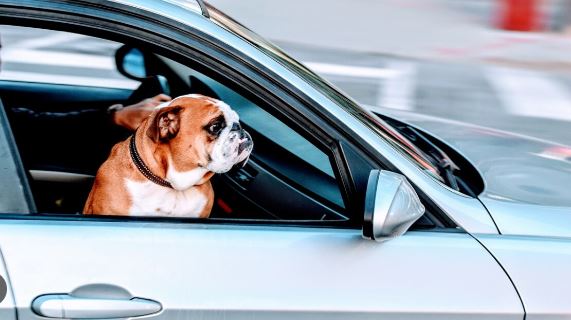 Conductor quiso cambiar de asiento con su perro para evitar arresto: policía de Colorado