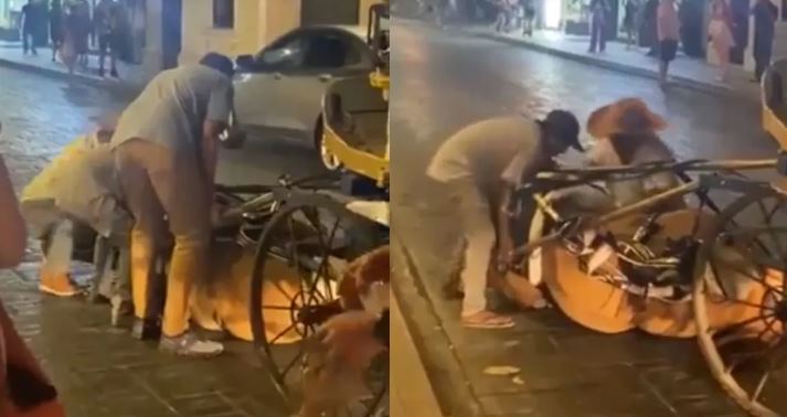 (VIDEO) Mérida: Caballo de calesa cae al piso de cansancio