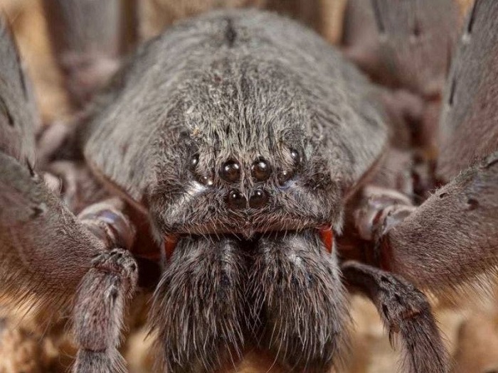 Encuentran telaraña del tamaño de un humano; ¿es de una araña gigante?