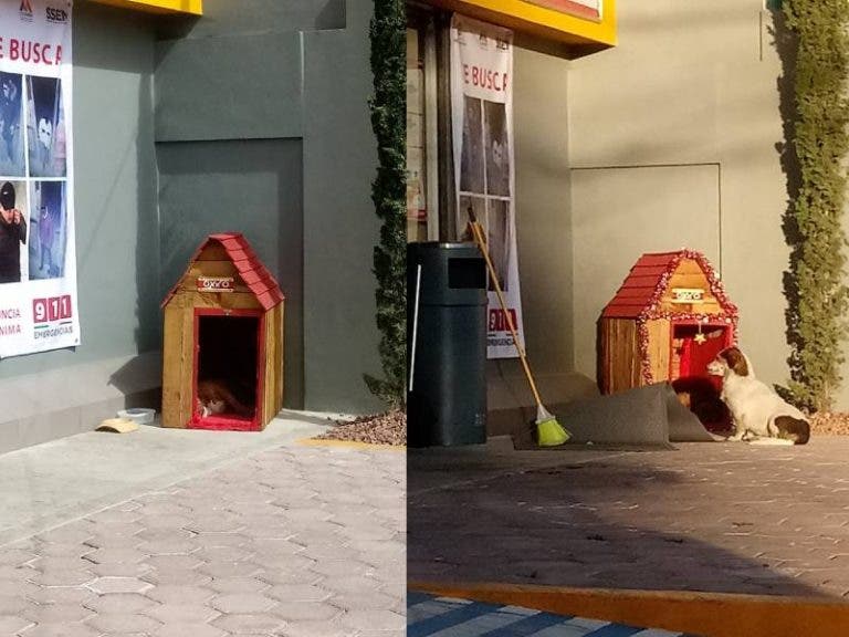 Trabajadores de Oxxo adoptan a perrito de la calle y ¡Le hicieron su casita!