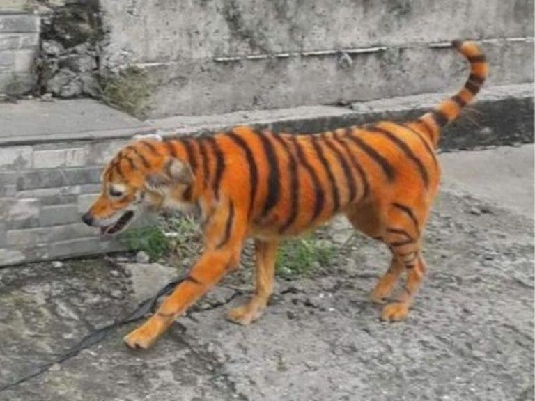 Perrito pintado como tigre causa indignación en redes sociales