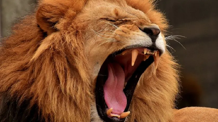 León mata a persona en alrededores de Parque Nacional de Nairobi
