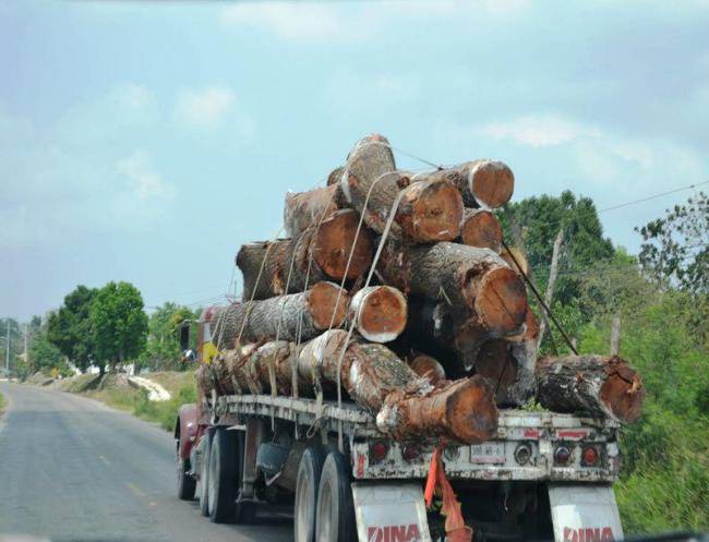 SAT inicia investigación sobre tráfico de maderas