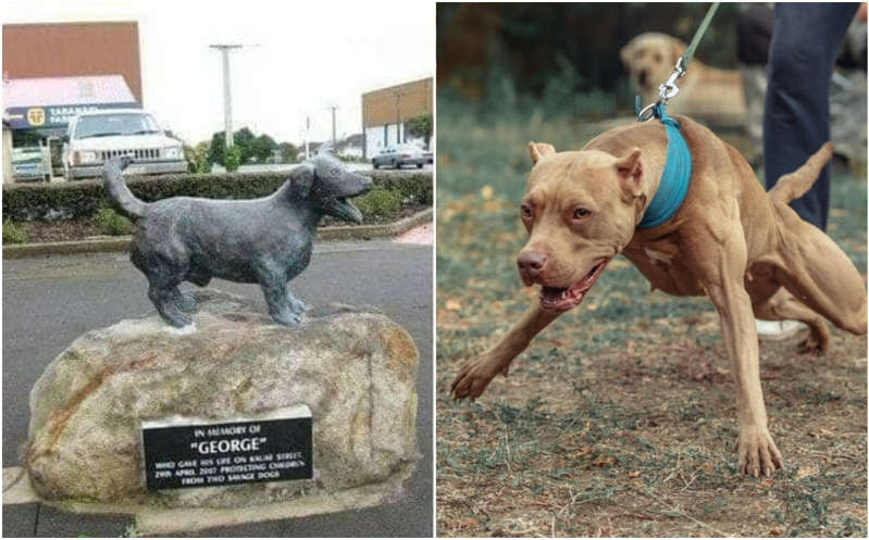 George, el perrito que salvó a cinco niños de pitbulls ¡ya tiene su estatua!