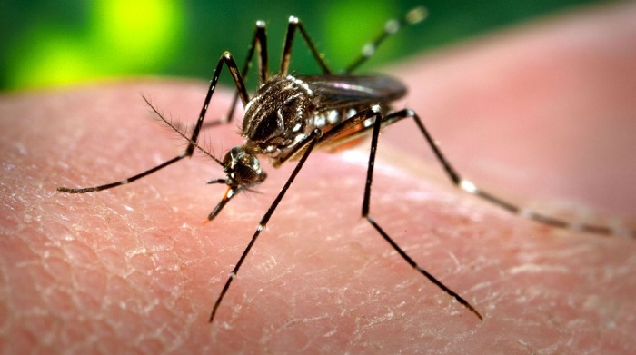 Drástica reducción de casos de dengue por bajas temperaturas en Yucatán