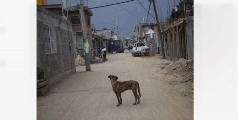 Jalisco: Sujeto que mató a perro y gato es sentenciado a 16 meses de prisión