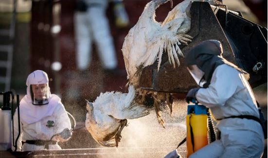 OMS: “Hay que prepararnos por si la gripe aviar se propaga de persona a persona”