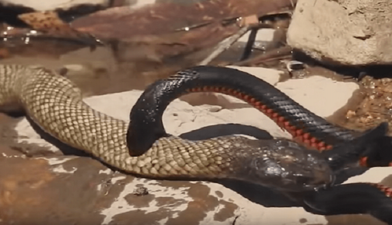 (VÍDEO) Brutal pelea entre dos serpientes venenosas