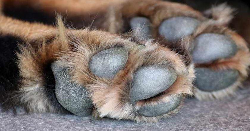 Mérida: Va a la cárcel por crueldad animal en escuela de adiestramiento