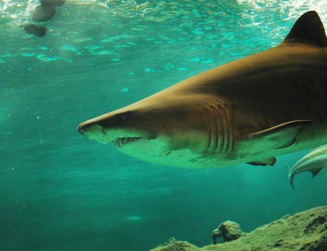 Tiburón blanco devora a un león marino y es captado en vídeo