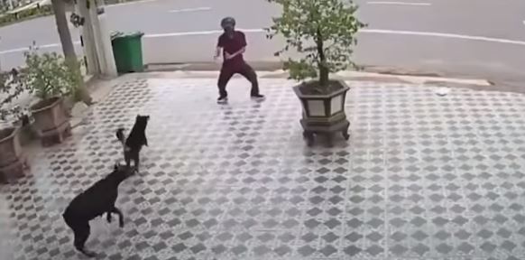 Al estilo Karate Kid sujeto se enfrenta a un par de perros
