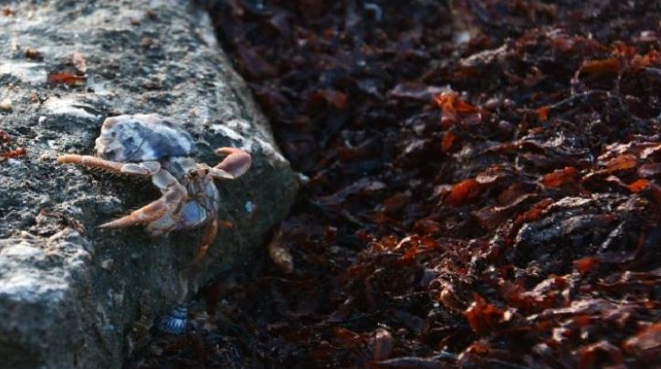 España: Hallan fósiles cangrejos de 38 millones de años