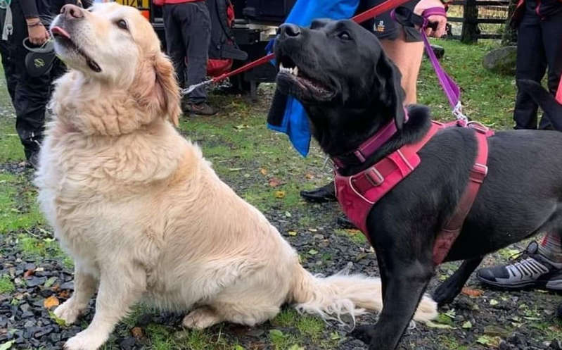 Perritos unen fuerzas para salvar a hombre que se desvaneció