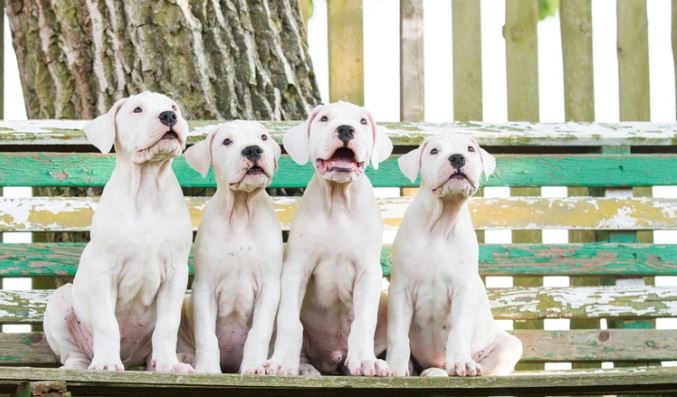 Dogo argentino: único “perro nacional” reconocido como nueva raza pura en EE.UU.