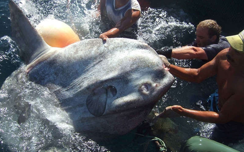 Hallan pez luna gigante en isla española; pesa más de 1,000 kilos