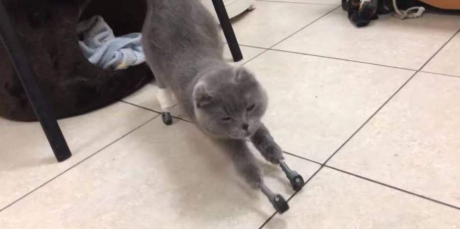 Gatita vuelve a caminar gracias a patas biónicas rusas