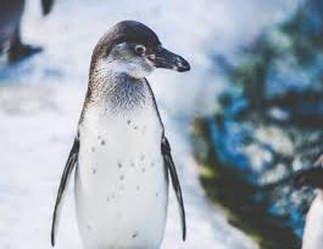 ¡Del tamaño de un humano! Pingüino de 1.60 metros sorprende a científicos
